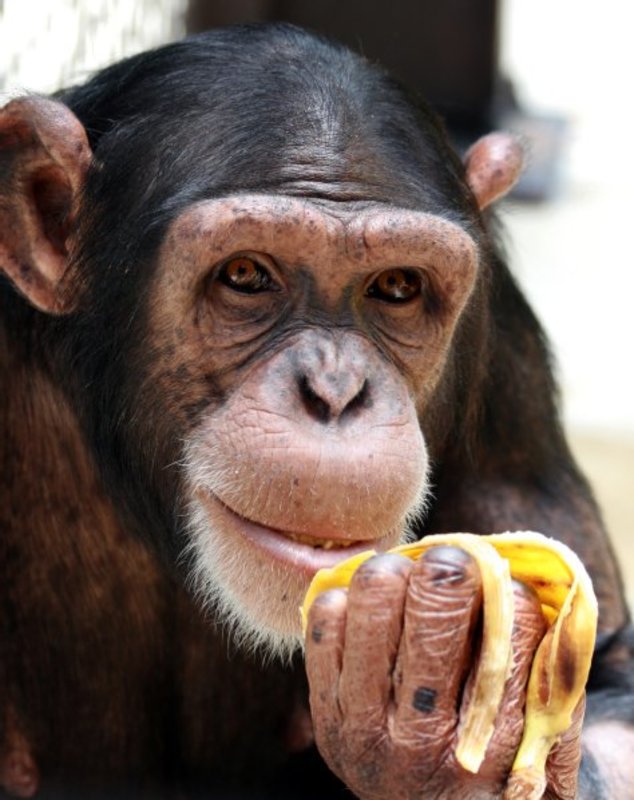 Center for Great Apes photo