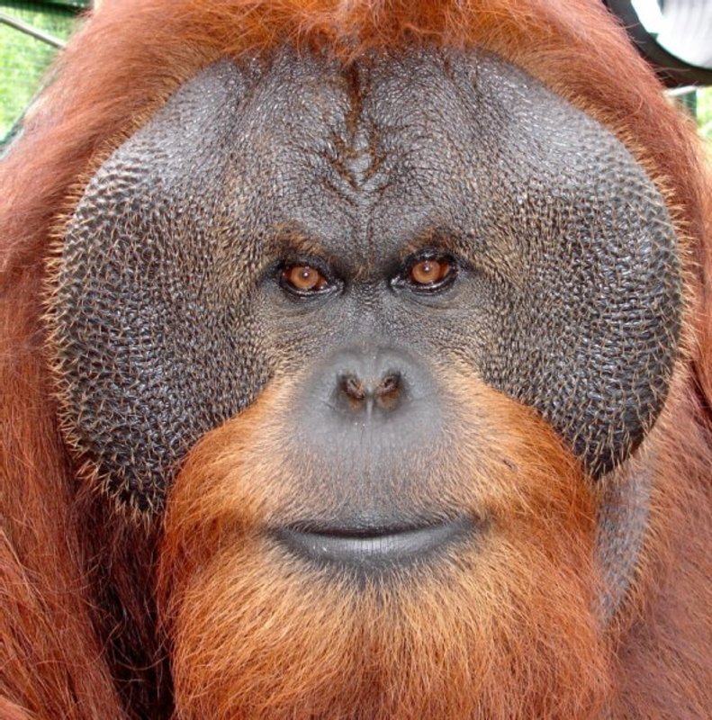 Center for Great Apes photo