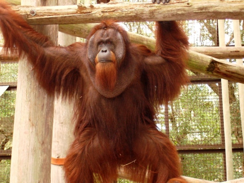 Center for Great Apes photo