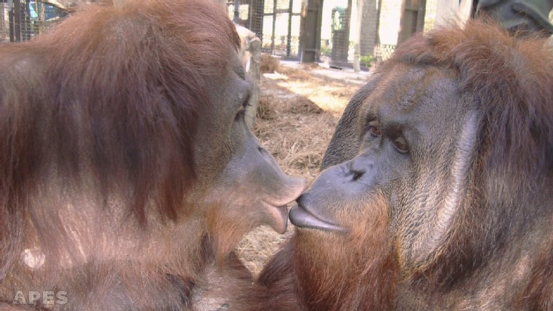 Center for Great Apes photo