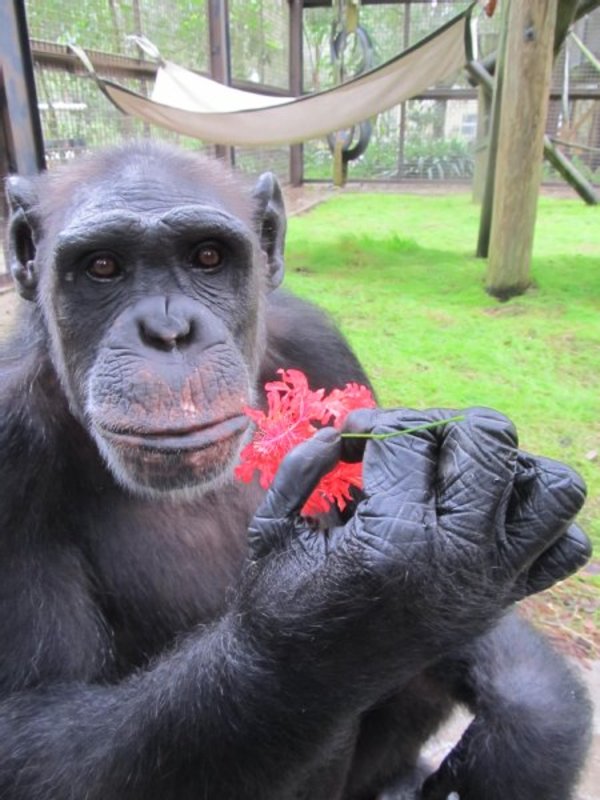 Center for Great Apes photo