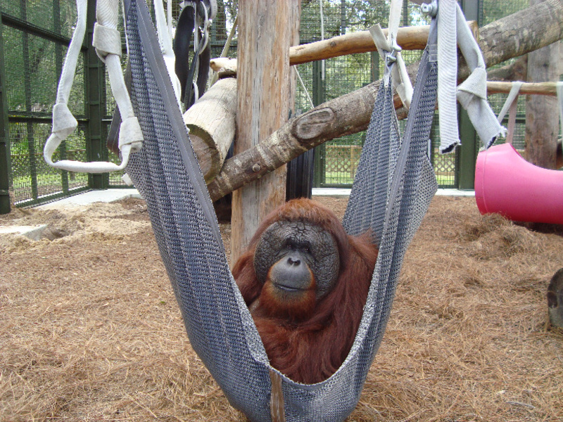 Center for Great Apes photo