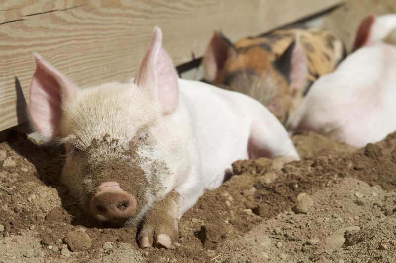 Woodstock Farm Sanctuary photo