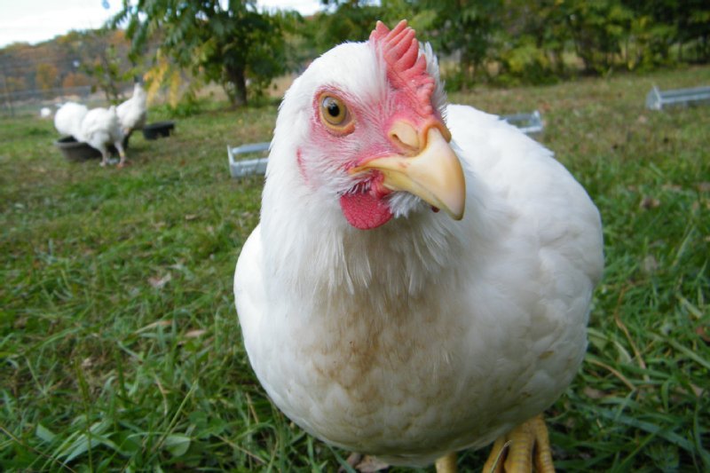 Woodstock Farm Sanctuary photo