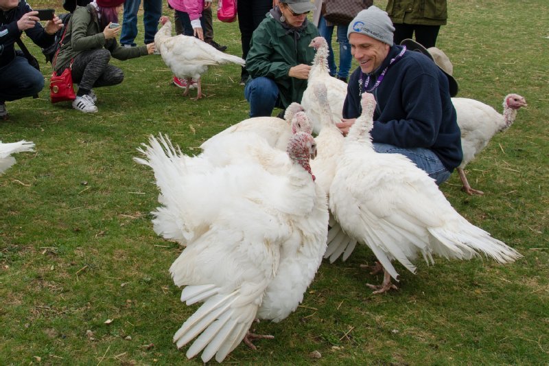 Woodstock Farm Sanctuary photo