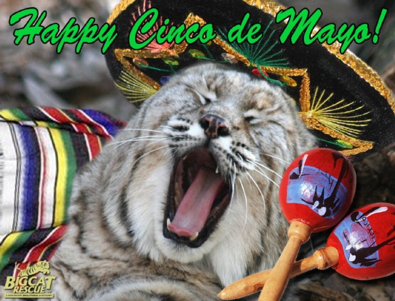 Big Cat Rescue photo