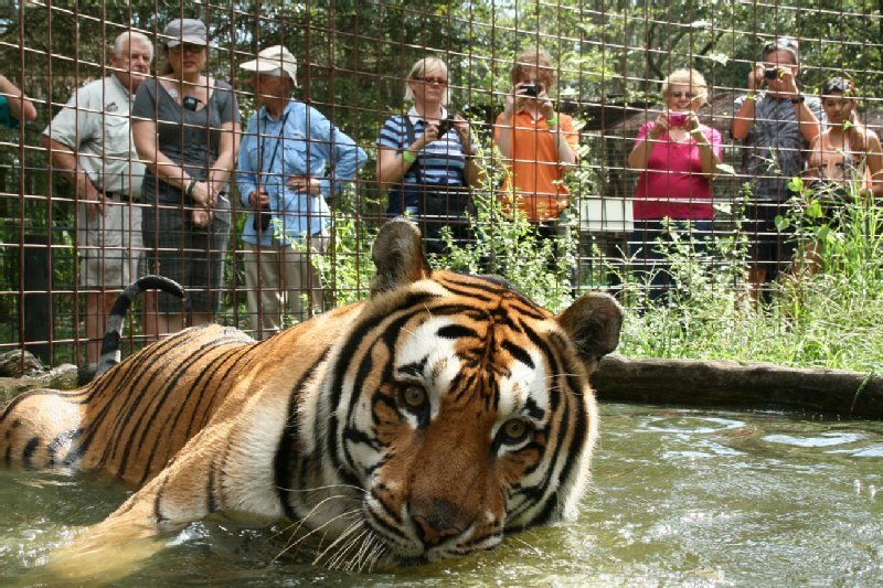 Big Cat Rescue photo
