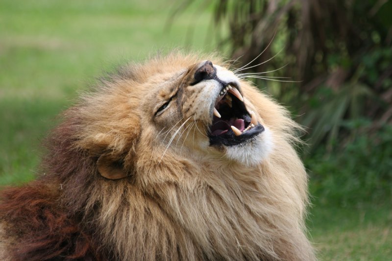 Big Cat Rescue photo
