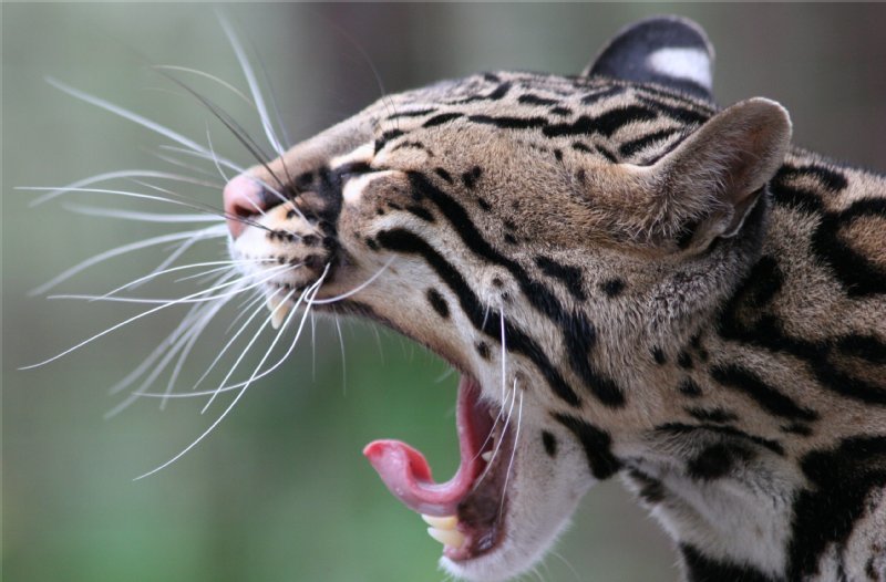 Big Cat Rescue photo
