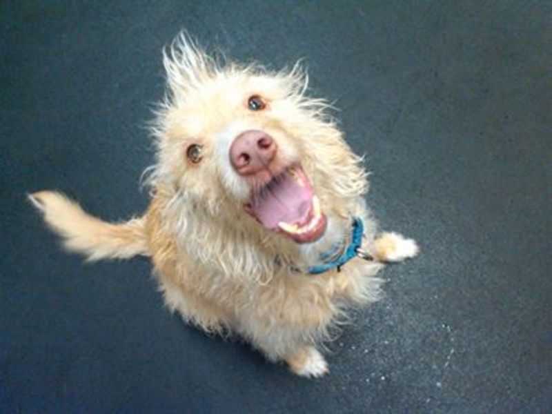 Animal Haven photo