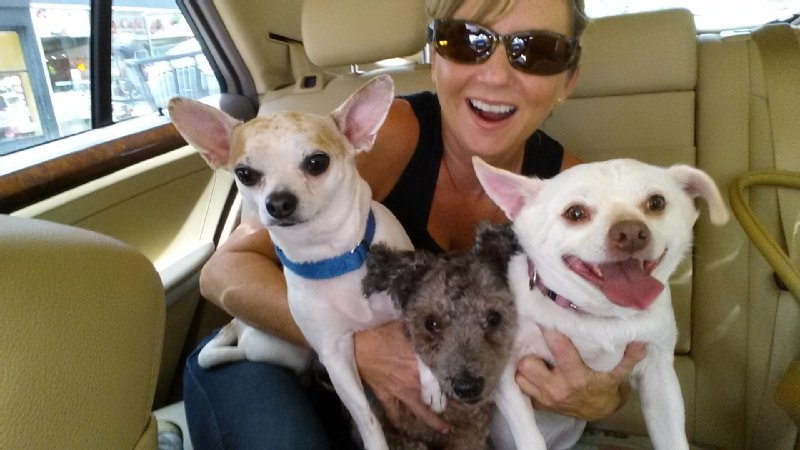 Animal Haven photo