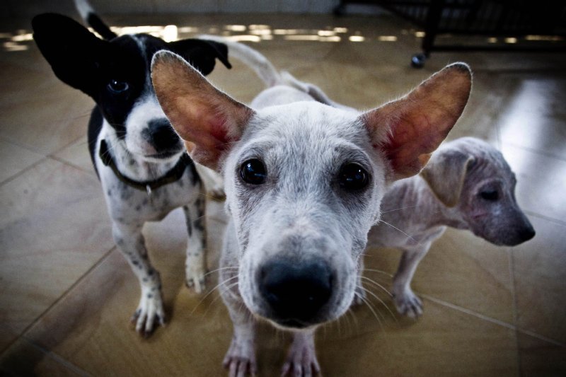 World Animal Protection US photo
