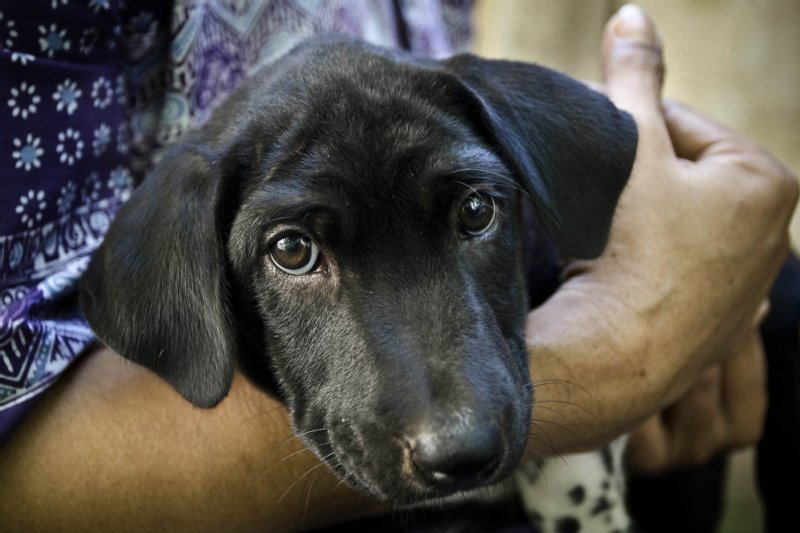 World Animal Protection US photo