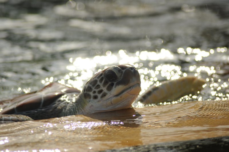 World Animal Protection US photo