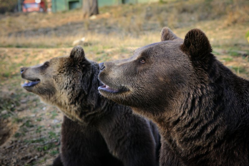 World Animal Protection US photo