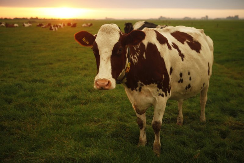 World Animal Protection US photo