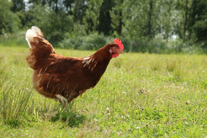 World Animal Protection US photo