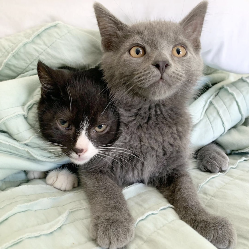 Social Tees Animal Rescue photo