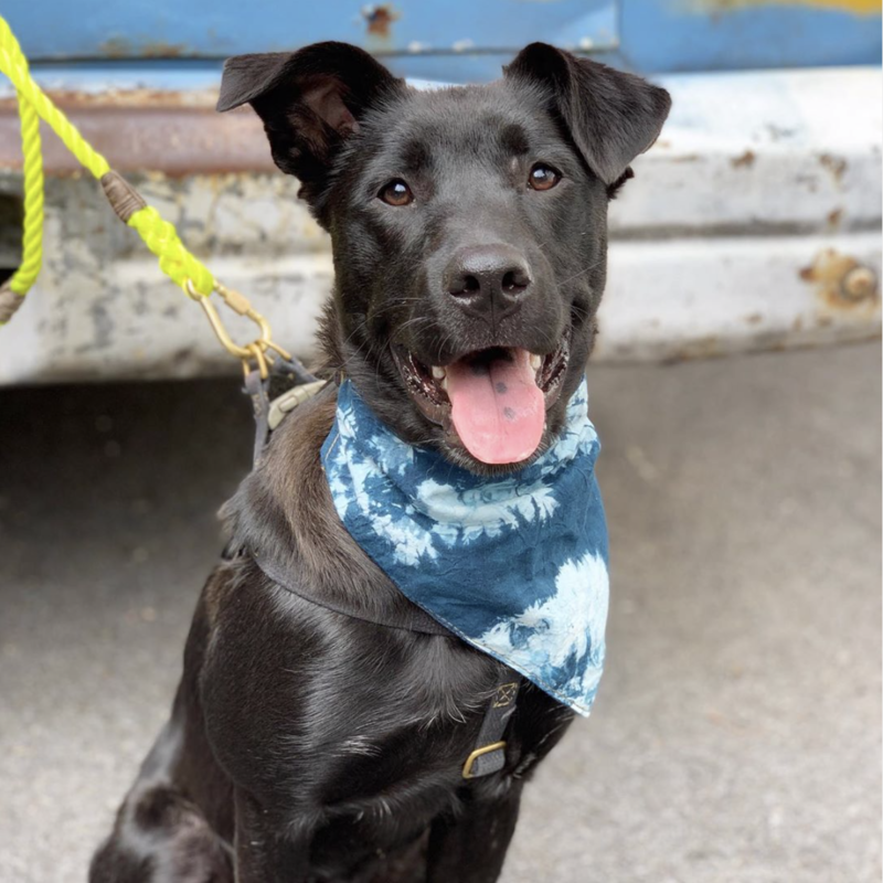 Social Tees Animal Rescue photo