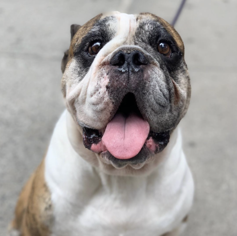 Social Tees Animal Rescue photo