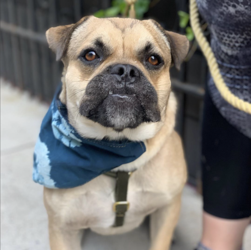 Social Tees Animal Rescue photo