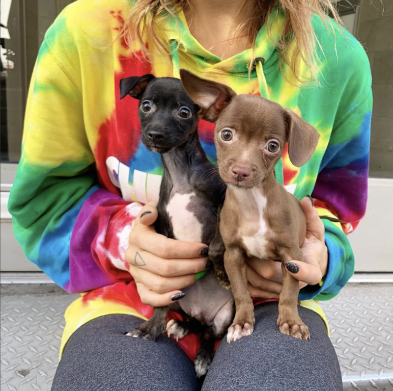 Social Tees Animal Rescue photo