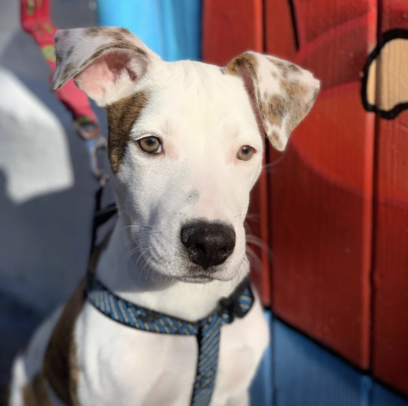 Social Tees Animal Rescue photo