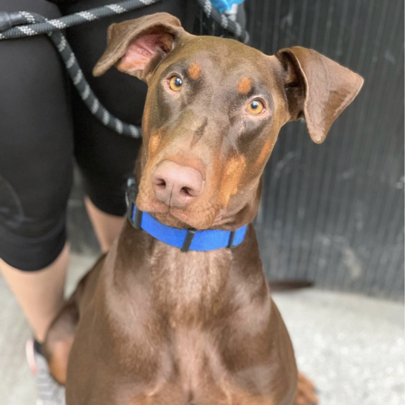 Social Tees Animal Rescue photo