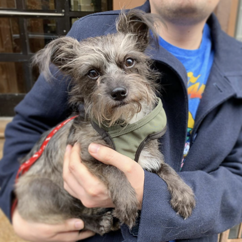 Social Tees Animal Rescue photo