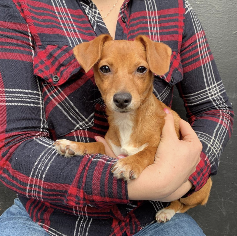 Social Tees Animal Rescue photo