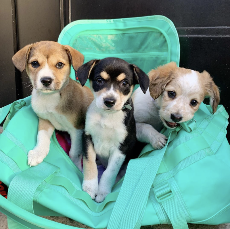 Social Tees Animal Rescue photo
