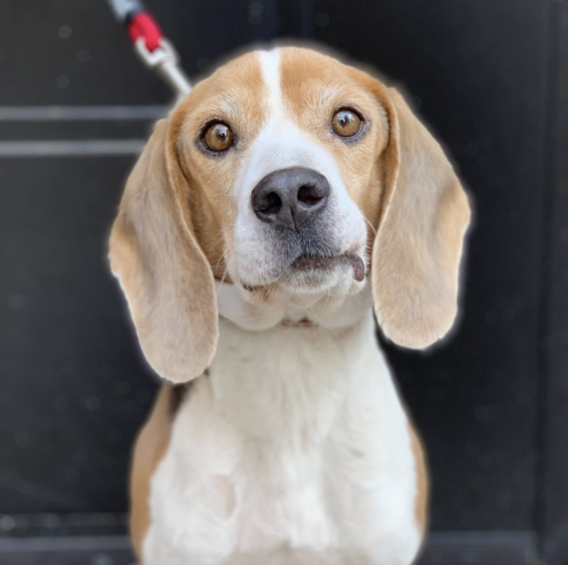 Social Tees Animal Rescue photo