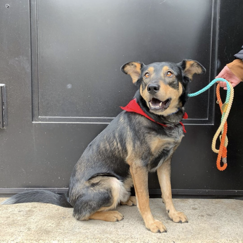 Social Tees Animal Rescue photo