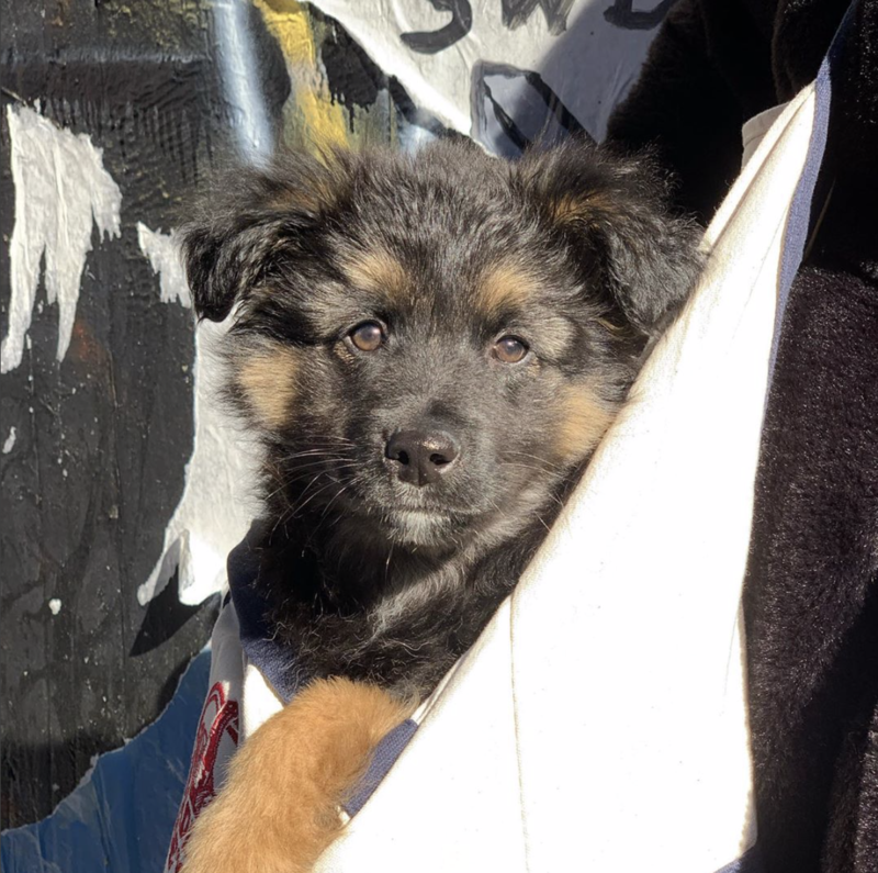 Social Tees Animal Rescue photo