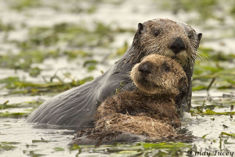 Friends of the Sea Otter photo