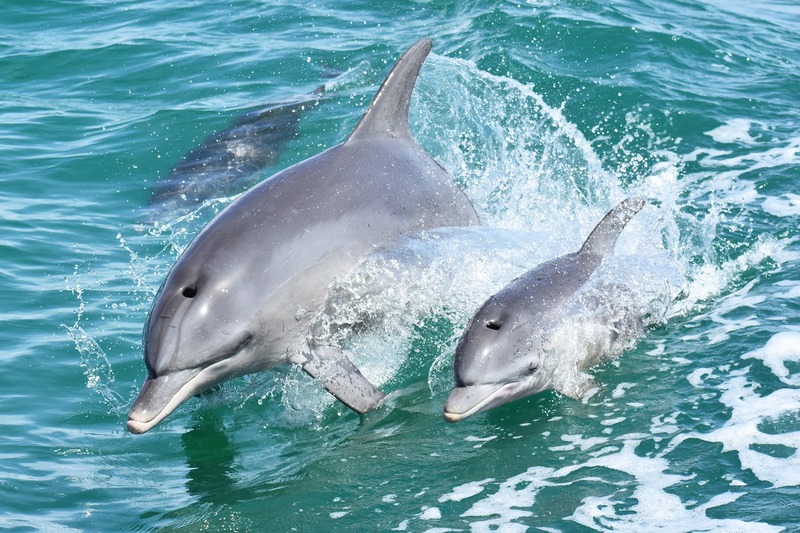 World Animal Protection Canada photo