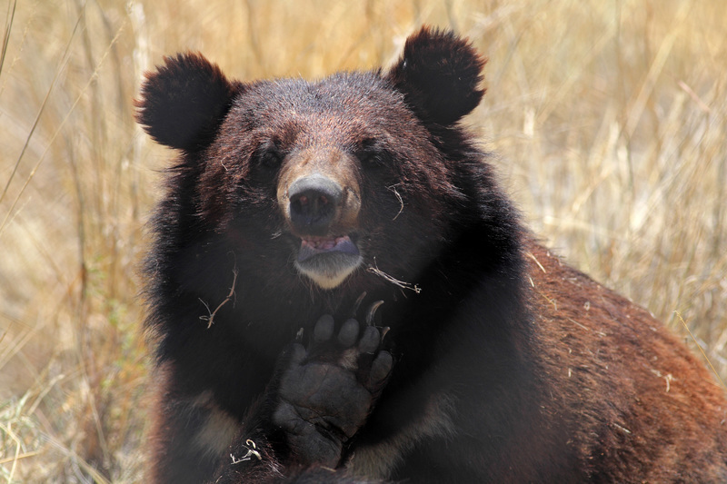 World Animal Protection Canada photo