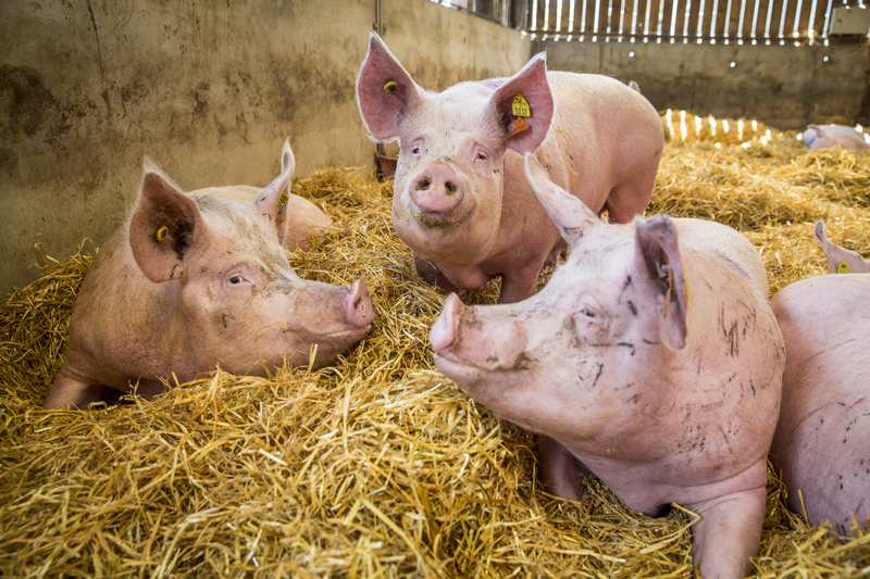 World Animal Protection Canada photo