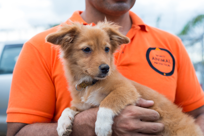 World Animal Protection Canada photo