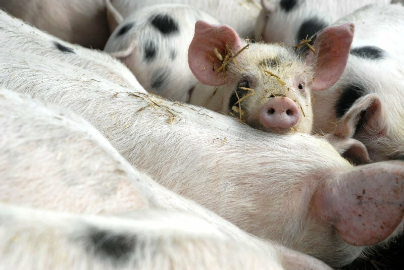 World Animal Protection Canada photo