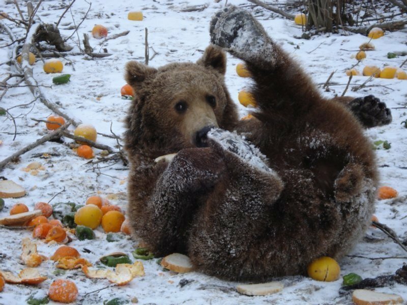 World Animal Protection Canada photo